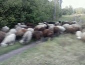 Продам барана в Рассказове, Овцы Стадо, стадо овец в количестве 80 овец и 2