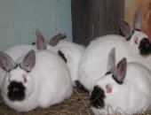Продам заяца в Абакане, Кролики, кроликов Калифорнийцы, Ризены, Белые