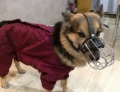 Продам одежда для собак в Каменске-Уральском, - намордник так и не доросли