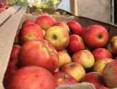 Продам в Ахтах, Яблоки, Продаются яблоки разных сортов ящик 300 руб