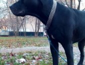 Продам собаку питбуль, самец в Москве, Вязка, Кобель 3 года с родословной ищет