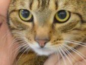 Продам кошку, самец в Москве, Тристан, Крупный пятнисто-полосатый кот в дар