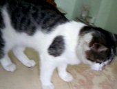 Продам кошку, самец в Усть-Лабинске, Милые и очень ласковые котята ищут хозяев