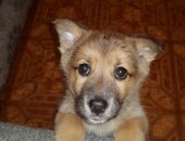 Продам собаку, самка в Петропавловске-Камчатском, Отдам в добрые руки