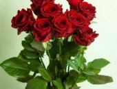Продам комнатное растение в Выборге, Цветы Розы, Доставка, Свежесрезанные розы