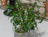 Продам комнатное растение в Иванове, Мирт, черенки мирта с корнями, готовы к