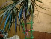 Продам комнатное растение в Ростов-На-Дону, Драцена взрослая, Около10 лет