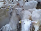Продам козу в Москве, стадо коз 35 голов, Дойные, Зааненские, Альпийские