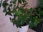 Продам комнатное растение в Хабаровске, Гибискус, китайская роза, Гибискус