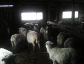 Продам барана в Камском Устье, овец по штучно и оптом, Цена договорная
