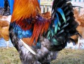 Продам с х птицу в Великом Новгороде, Петух, Продаётся замечательный Петька