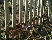 Продам с х птицу в Махачкале, Куры, Ассаламу Алейкум, продаю карликовых кур
