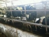Продам корову в Тольятти, Коровы 50 голов стельные, молочные голштейн телки6