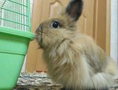 Продам заяца в Ставрополе, Продаю Ангорского декоративного кролика, 1, 5 года