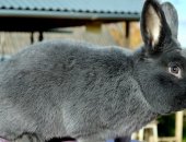 Продам заяца в Туле, Кролик Венский голубой, Одна из самых популярных для