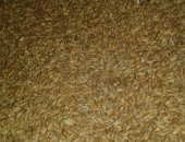 Продам корм для грызунов в Хасавюрте, Пшеница урожай 2017, Скидка на объем