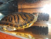 Продается красноухая черепаха с акватеррариумом, Черепахе 5-6 лет
