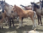 Племенной репродуктор 000 "Башагроген" реализует лошадей живым весом