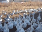 Продам мясо в Кургане, птицы, домашней деревенской птицы: курица 500 - 700