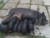 Продам свинью в Чебоксарах, Сейчас тся травоядные вьетнамские вислобрюхие