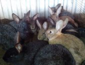 Продам заяца в Новосибирске, Крестьянско-фермерское хозяйство реализует