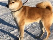 Продам собаку акита, самец в Новосибирске, кобеля сиба-ину с родословной