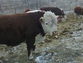 Продам корову в Кемерове, Коровы герефордской породы самый распространённый в