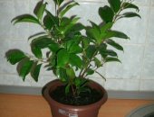 Продам комнатное растение в Тольятти, 1, Фото 1, 2 Фикус Бенджамина в горшке