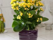 Продам комнатное растение в Курске, цветущий каланхоэ, цветки махровые желтого