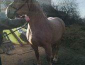 Продам лошадь в Курске, кобылу 20, 04, 2008 года рождения по кличке " флора" Место