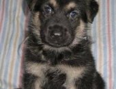 Продам собаку восточноевропейская овчарка в Иркутске, Щенки вео, чистокровных щенков