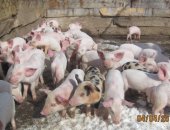 Продам свинью в Кусе, Поросята, поросят породы Белорусская мясная