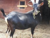 Продам козу в Богородицке, Альпийские козы, альпийских козлят, коз и козлов разных