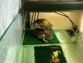 Продам в Иванове, Черепахи красноухие возраст 3 года вместе с аквариумом общий объем