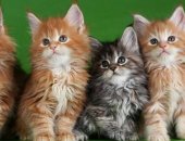 Продам мейн-кун, самец в Перми, Питомник предлагает отличных котят для души и выставок с