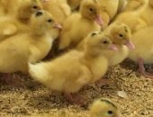 Продам с/х птицу в Набережных Челнах, Утки, бройлер, несушки, Куры