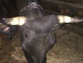 Продам корову в Гремячинске, 3 отела и телёнка 1 месяц-12000