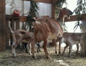 Продам козу в Электростали, Козы англо-нубийской породы, тся козы и козлята