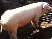 Продам свинью в Светлограде, хряка породы ландрас, привезен поросёнком со свинофермы