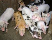 Продам свинью в Аскизе, Поросята, поросят отличной породы крупные ландрас дюрок 1,