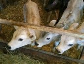 Продам корову в Хасавюрте, Телята чистопородные Швицы в наличии и на заказ, Все вопросы