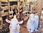Продам козу в Санкт-Петербурге, Альпийско-Зааненскую 1 год 4 мес комолая готова к
