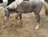Продам лошадь в Чернянке, жеребца, возраст 2 года