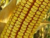 Продам семена в Краснодар, ООО "АгроЛига" предлагает кукурузы ский 291 АМВ, ский 385