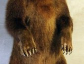 Продам трофеи в Тюмени, чучело медведя, в полный рост, профессионально изготовленое