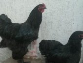Продам с/х птицу в Симферополе, пару черной брамы 1 1, Петух плюс одна курица, Цена