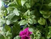 Продам комнатное растение в Ижевске, Рассада петунии, Укоренный черенок, супер каскадные