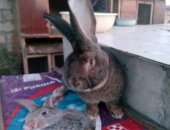 Продам заяца в Буйнакске, Ризен, Крольчата ризена, 30 апреля будет три месяца окрас