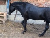 Продам лошадь в Черкесске, Жеребец, вороной без отметен, В июле будет 5 лет, Хороших