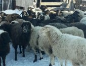 Продам в Самаре, Домашние животные, тся овцы на племя и на мясо